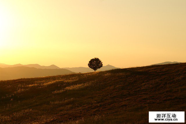 tree-189852_640