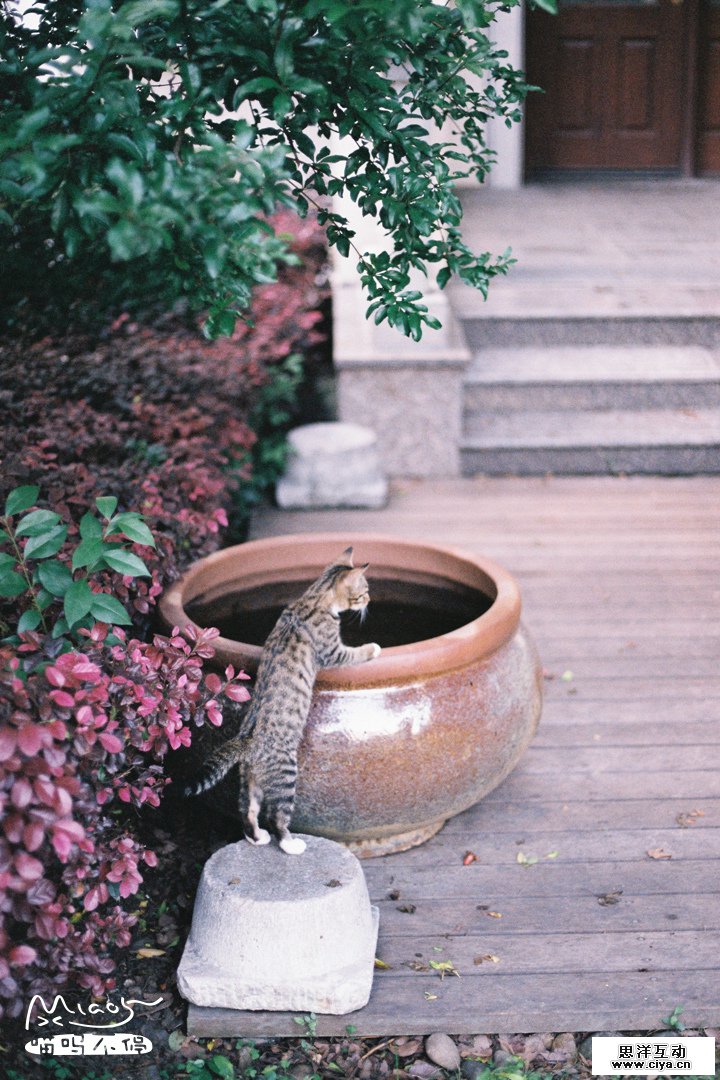查看《要成精了，这些站起来的喵星人！》原图，原图尺寸：720x1080