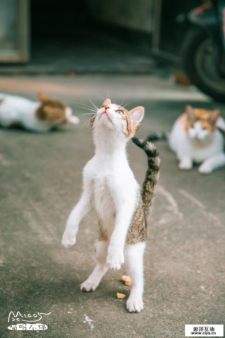 查看《要成精了，这些站起来的喵星人！》原图，原图尺寸：720x1080