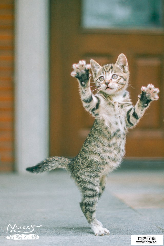 查看《要成精了，这些站起来的喵星人！》原图，原图尺寸：640x960