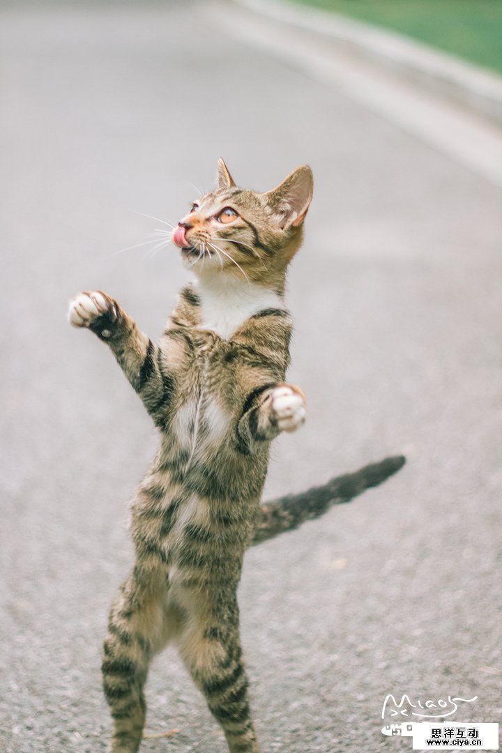 查看《要成精了，这些站起来的喵星人！》原图，原图尺寸：720x1080