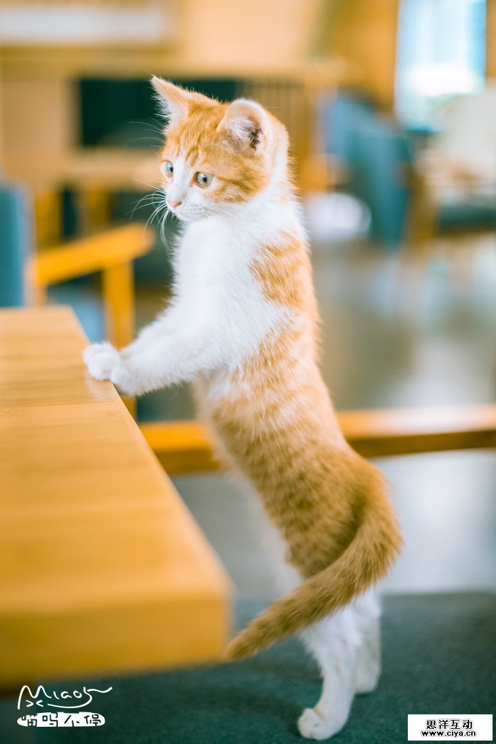 查看《要成精了，这些站起来的喵星人！》原图，原图尺寸：720x1080