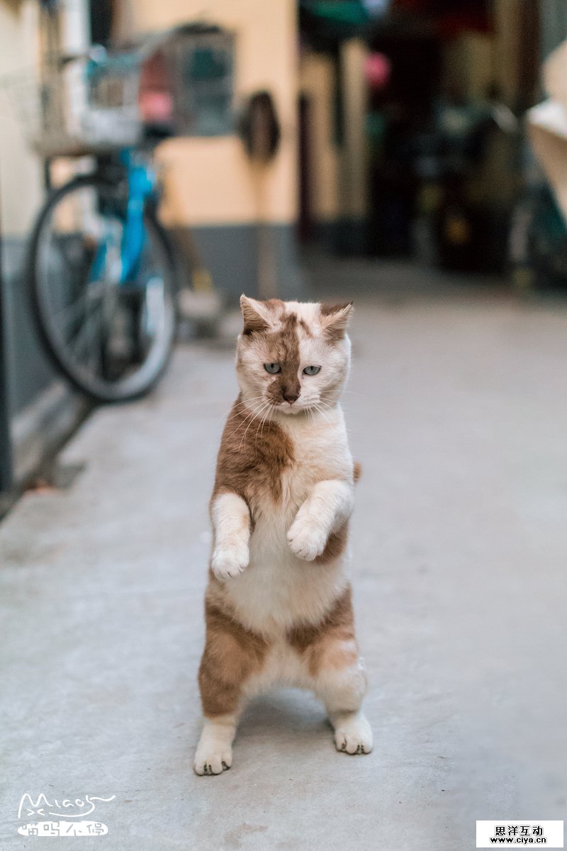 查看《要成精了，这些站起来的喵星人！》原图，原图尺寸：800x1200